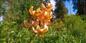 Lilium martagon 'Guinea Gold' Kirju liilia